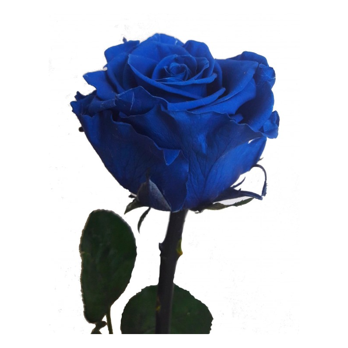 <h4>Rose éternelle bleue</h4>