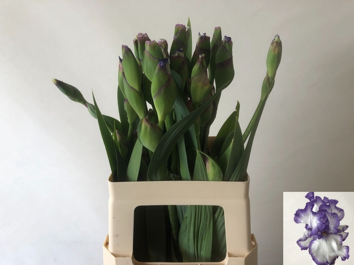 <h4>IRIS BUITEN OV</h4>
