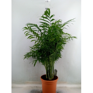 Chamaedorea elegans