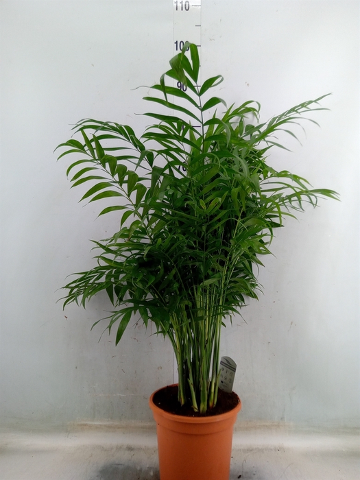<h4>Chamaedorea elegans</h4>