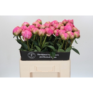 Paeonia Glory Hallelujah