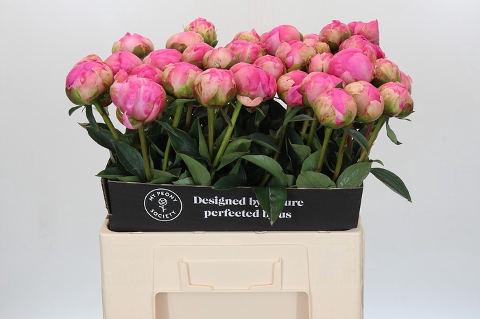 <h4>Paeonia Glory Hallelujah</h4>