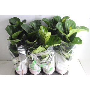FICUS LYRATA BAMBINO P15 COMPACTO