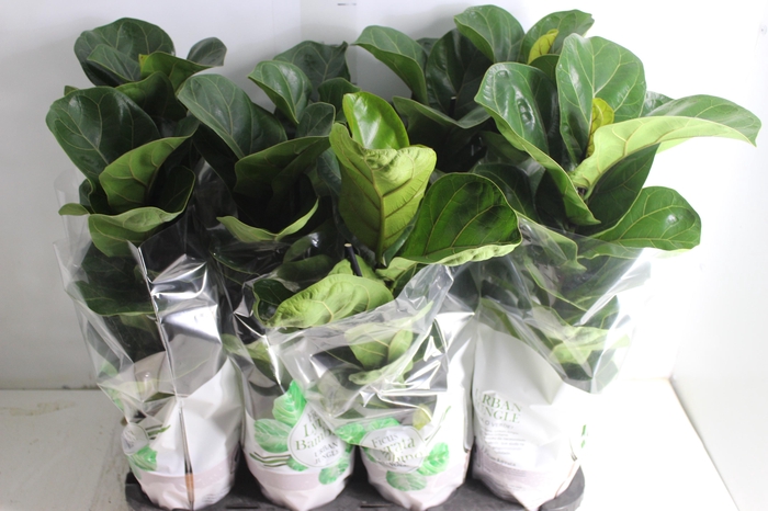 <h4>FICUS LYRATA BAMBINO P15 COMPACTO</h4>