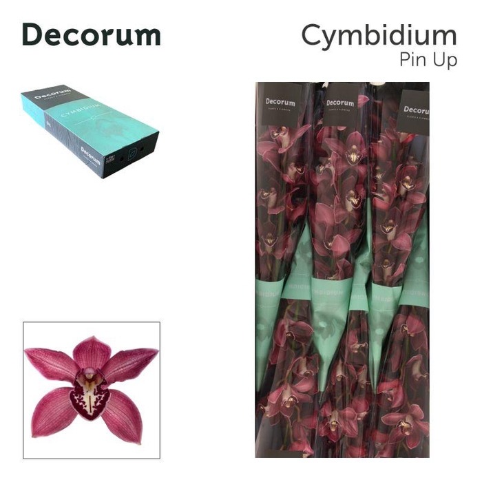 <h4>Cymb T Pin-up</h4>