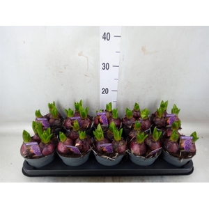 Hyacinthus orie. 'Pearl Blue'