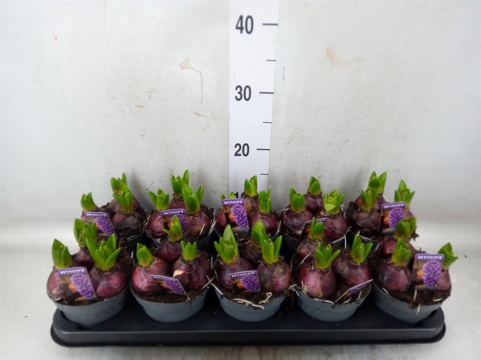 <h4>Hyacinthus orie. 'Pearl Blue'</h4>