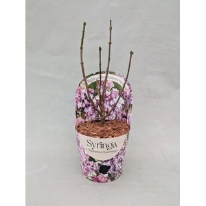 Syringa vulgaris 'Katherine Havemeyer' 17 cm in potcover