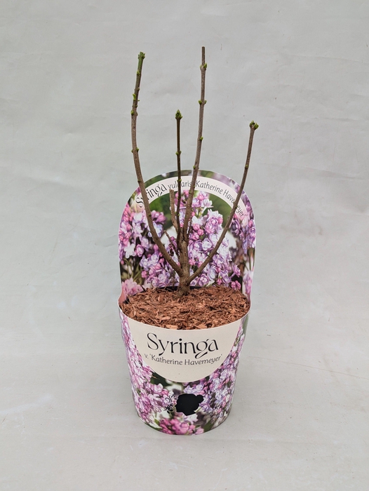 <h4>Syringa vulgaris 'Katherine Havemeyer' 17 cm in potcover</h4>
