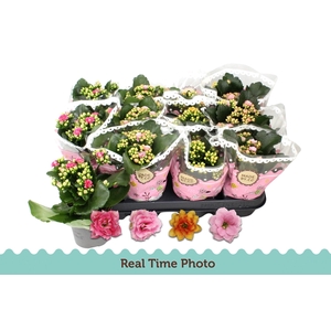 KAL GE GEM TWEEKL BL