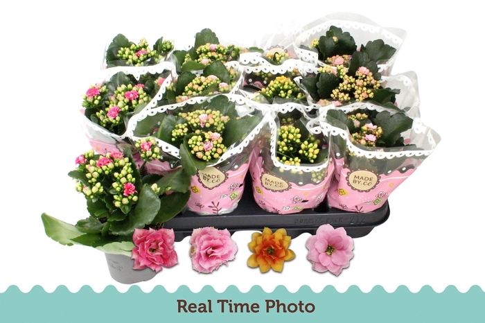 <h4>KAL GE GEM TWEEKL BL</h4>