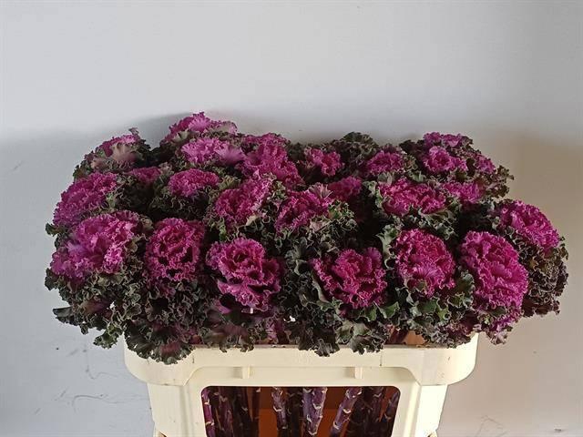 <h4>BRASS CRANE RU RED</h4>