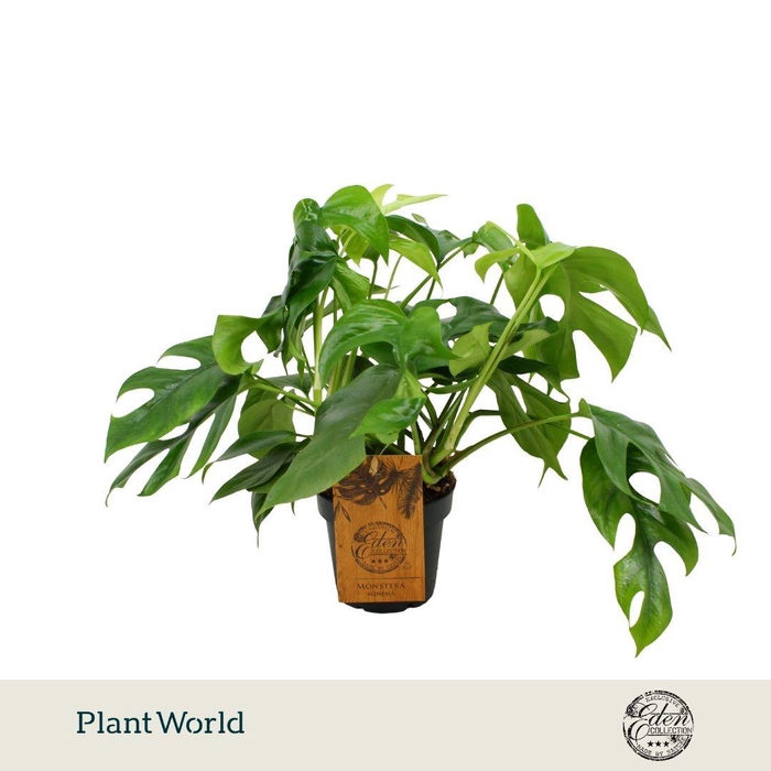 <h4>Monstera Minima 12cm</h4>