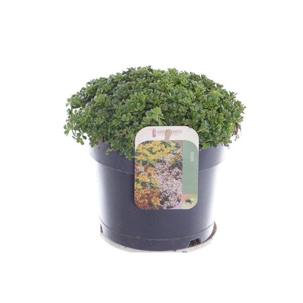 <h4>Sedum oreganum</h4>