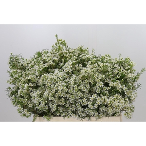 Chamelaucium Ofir