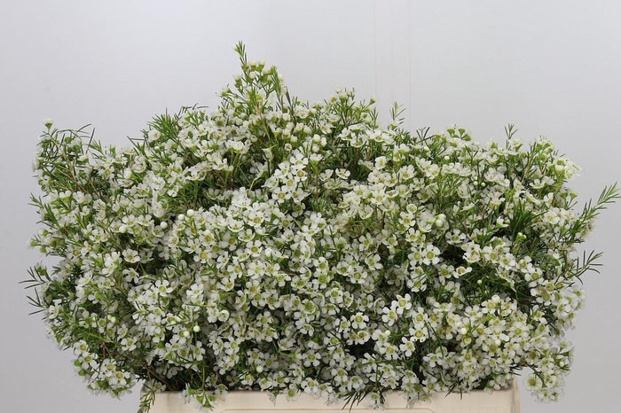 <h4>Chamelaucium Ofir</h4>
