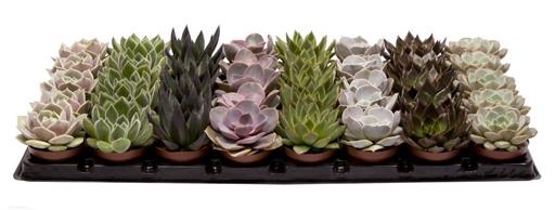 <h4>ECHEVERIA-HYBRID P6 7 SOORTEN</h4>