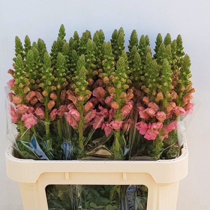 <h4>Antir Opus Pink Heuvel</h4>