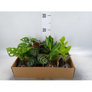 Planten  ..mix