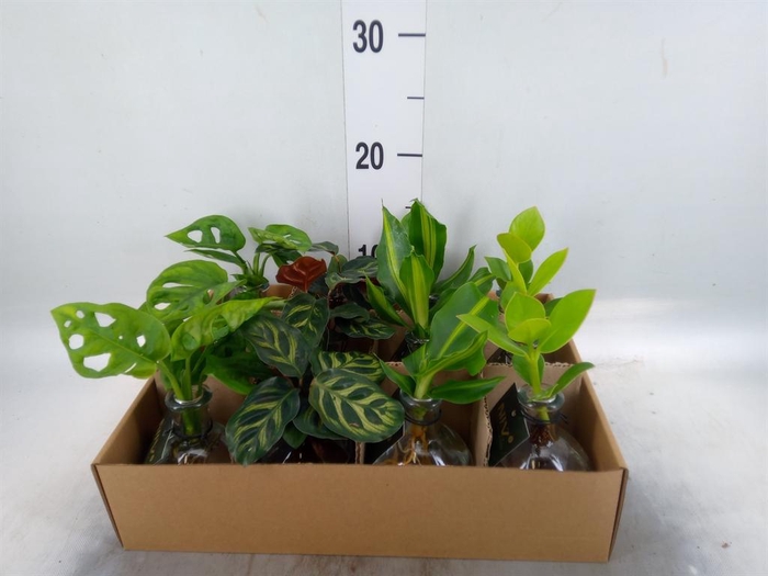 <h4>Planten ..mix</h4>