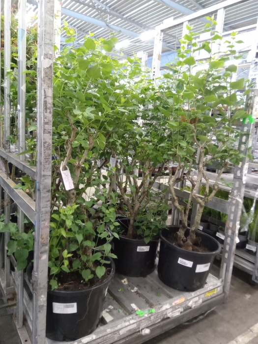 <h4>Syringa   ...</h4>