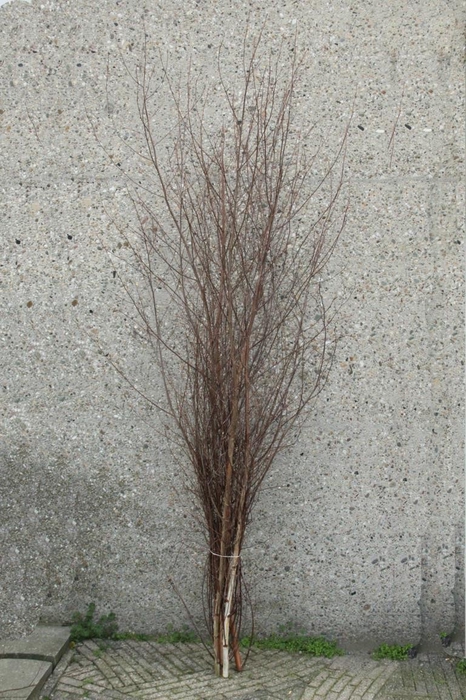 <h4>Berkenboom</h4>