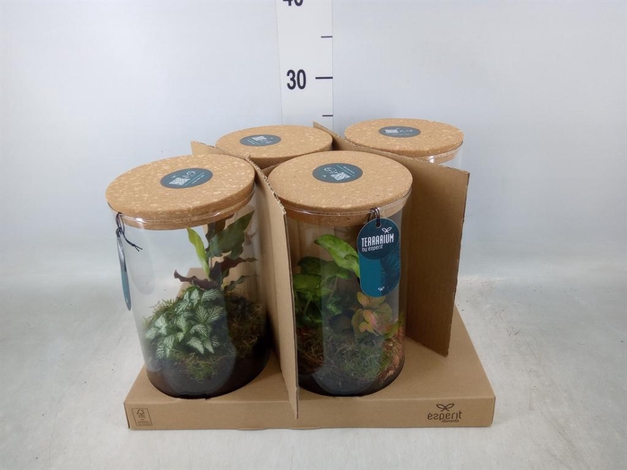 <h4>Arr. Planten H%</h4>