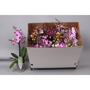 PHAL MF GEM 8 KL