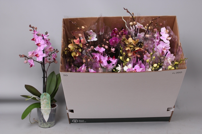 <h4>PHAL MF GEM 8 KL</h4>