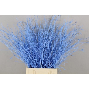 Betula Bs Light Blue Fst