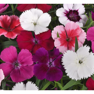 Dianthus caryophyllus