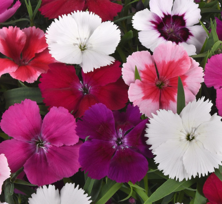 <h4>Dianthus caryophyllus</h4>