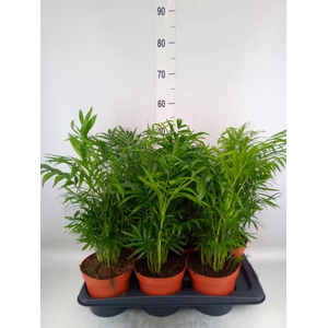 Chamaedorea elegans
