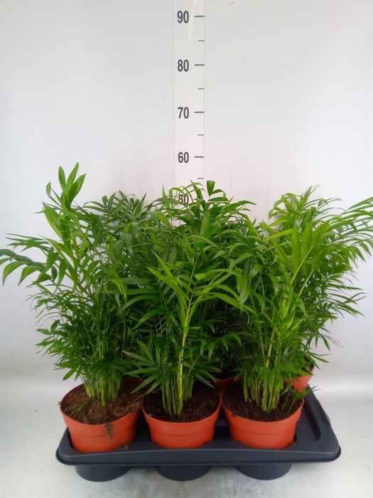 <h4>Chamaedorea elegans</h4>