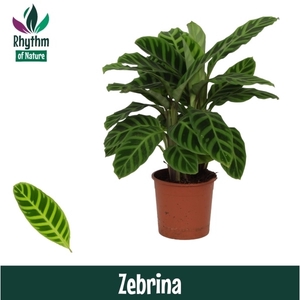 Calathea 14cm Zebrina Rhythm of Nature