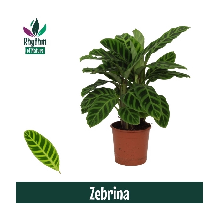 <h4>Calathea 14cm Zebrina Rhythm of Nature</h4>