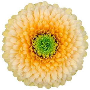 Germini Pomponi SaturnSaturn Diamond