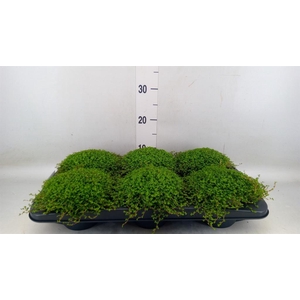 Soleirolia soleirolii   ...green