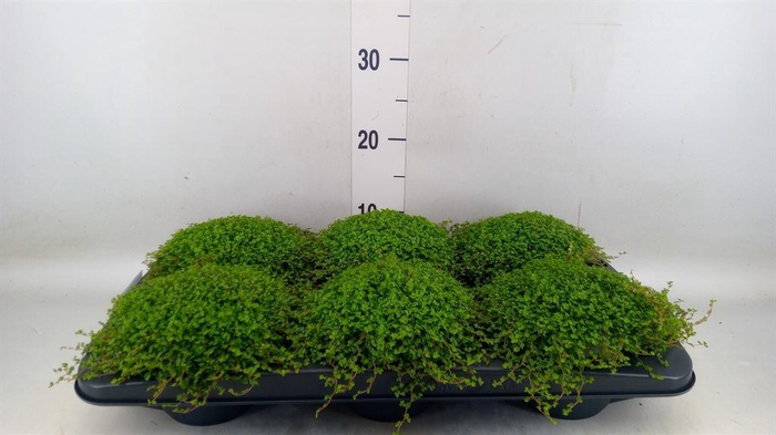 <h4>Soleirolia soleirolii   ...green</h4>