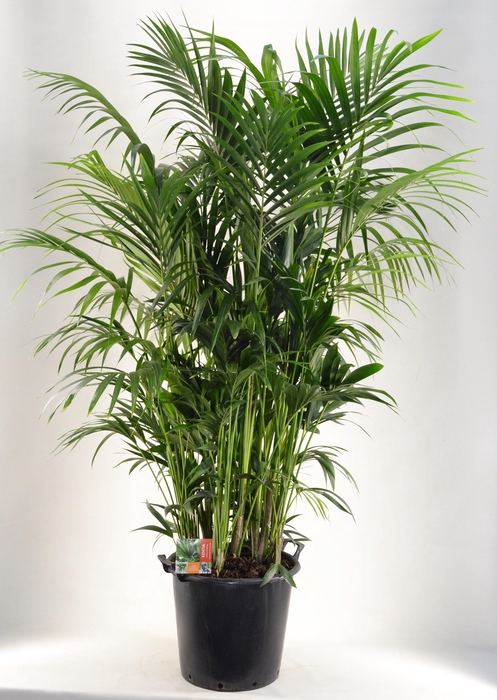 <h4>KENTIA - P44 H210 - 20PP (Howea forsteriana)</h4>