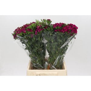 Dianthus Br Amazon Neon Cherry