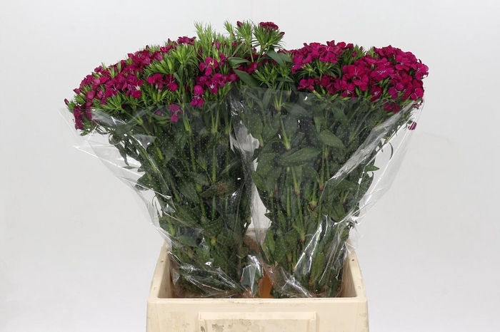 <h4>Dianthus Br Amazon Neon Cherry</h4>