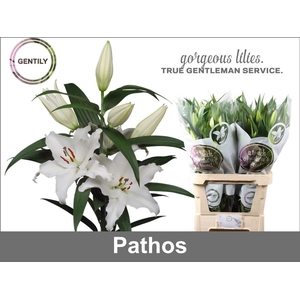 LI OR PATHOS