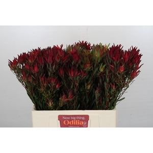 Leucadendron Blush Spray