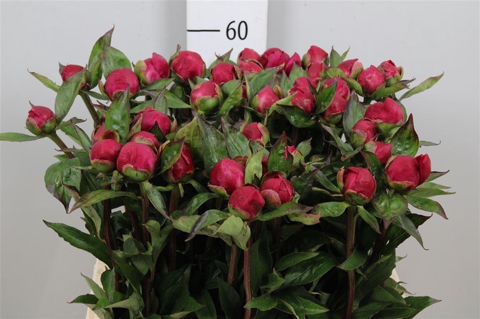 <h4>Paeo White Cap</h4>