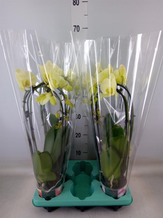 <h4>Phalaenopsis   ...</h4>