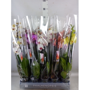 Phalaenopsis   ...mix  8