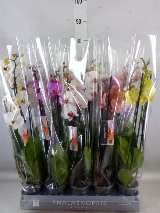 <h4>Phalaenopsis   ...mix  8</h4>