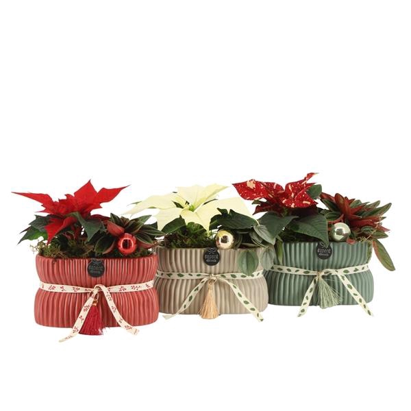 <h4>61555: X-mas arrangement</h4>