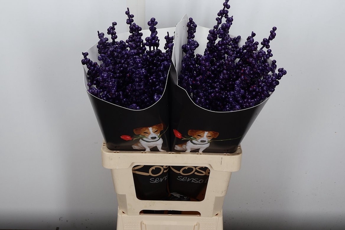 <h4>Ilex Wx (ex) Paars</h4>